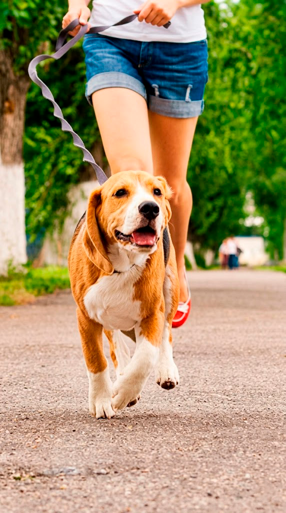Paseo tranquilo con el perro bajo control