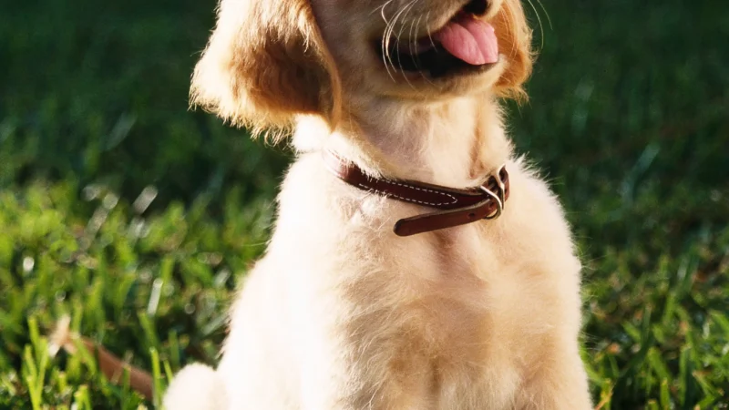 Obediencia Básica para Cachorros (Demo)