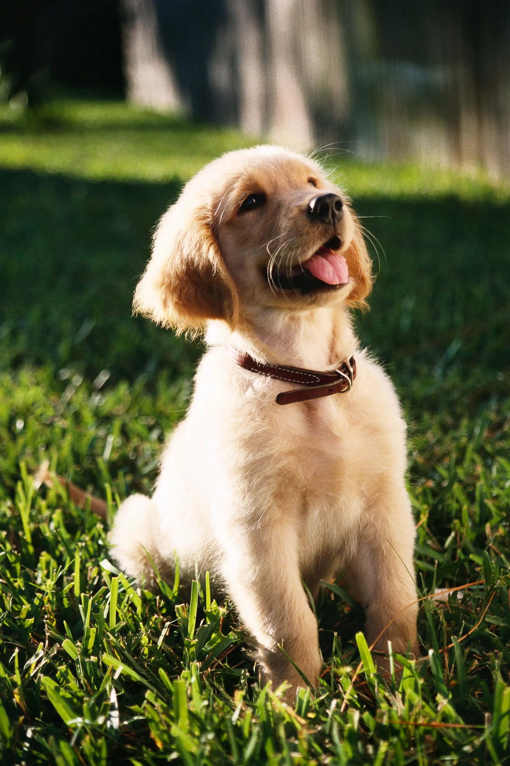 Obediencia Básica para Cachorros (Demo)
