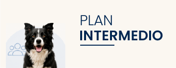 Plan Intermedio